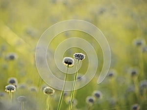 Close up of Small white flowers blossom, Blooming in the meadow. Ladybug on white flower of Eriocaulon cinereum, Pipewort,