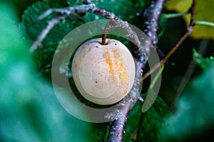 Close up of a small off white fruit on a tree, unripe plum, American plum, prunus americana