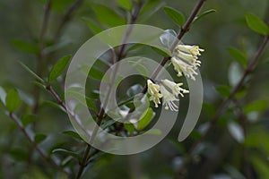 close-up of small white honeysuckle flowers in May, Box-leaved honeysuckle branch - Latin name - Lonicera ligustrina var