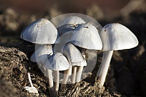 Close-up of small white mushrooms growing on dung
