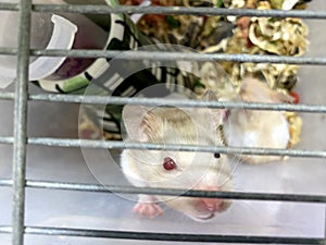 A small white rat in the cage