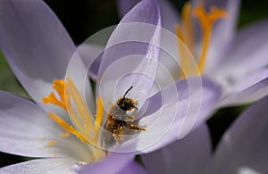 Close-up of a small wild bee sitting in the middle of a bright crocus flower. The flower is bright. The bee is covered in yellow