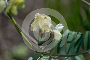 Small white wild flower in the garden, pale yellow blossom, green leaves, nature outdoors