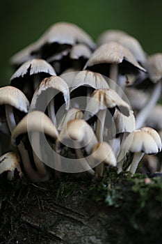 Close-up of small wild mushrooms growing on a tree stump in an outdoor environment