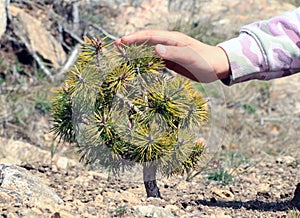 Close-up of a small wild pine with a girl's hand