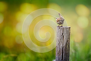 Close up of small Wren perched on top of post with cocked tail with wonderful summery background