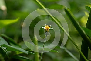 Close up small yellow flower and blur green natural background