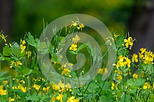 Close up of small yellow flower of Chelidonium majus plant, commonly known as greater celandine, nipplewort, swallowwort, or tette