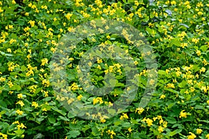 Close up of small yellow flower of Chelidonium majus plant, commonly known as greater celandine, nipplewort, swallowwort, or tette