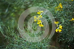 Close up of small yellow flowers senna artemisioides in the park.