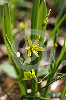 Close up of small yellow Gagea lutea, known as the Yellow star-of-Bethlehem