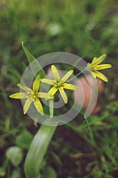 Close up of small yellow Gagea lutea, known as the Yellow star-of-Bethlehem