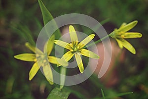 Close up of small yellow Gagea lutea, known as the Yellow star-of-Bethlehem