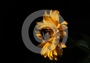 Close-up of a small yellow sunflower with a black bumblebee or wild bee perched on it, against a dark background with space for