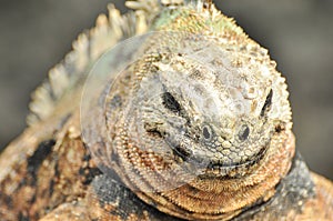 Close up of a smiling iguana