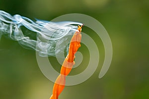 close up of smoking swirl candle in forest