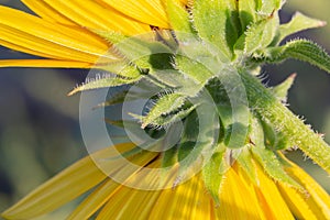 Close up smooth blur, background and sideview of double headed yellow sunflower hairy bracts or hairy stalk.