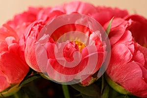 Close up of smooth coral red petals of peony flowers, soft focus. Blooming pink peony in macro on beige background