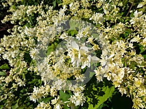Close-up of the Smooth hydrangea (Hydrangea arborescens) \'Hayes Starburst\'