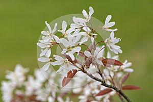 Smooth serviceberry amelanchier laevis flowers photo