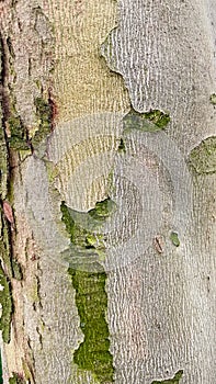 Close-up of smooth tree bark with rough patches of green moss a unique natural texture background pattern