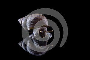 Close up snail