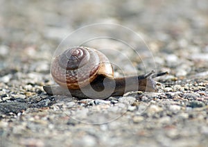 Close-up from a snail