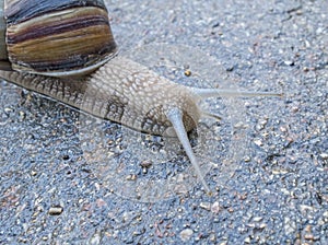 Close-up of a snail