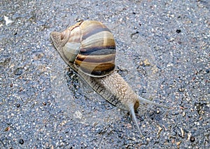 Close-up of a snail