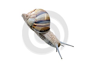 Close-up of a snail