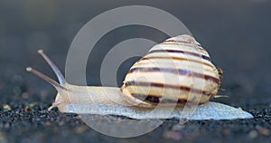 Close-up of a snail crawling on the dark surface