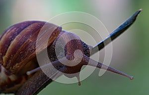 Close up of a snail crawling on a leaf