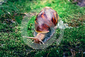 Close Up of Snail Crawling on Moss