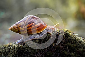 Close Up of Snail Crawling on Moss