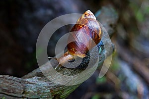 Close-up of a snail crawling on wood