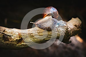 Close-up of a snail crawling on wood