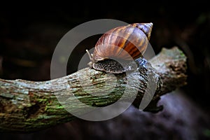 Close-up of a snail crawling on wood