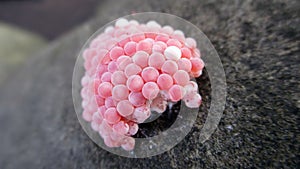 Snail Eggs