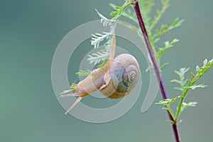 Snail