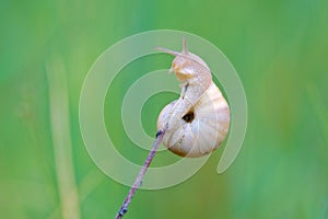 Snail