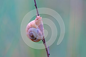Snail