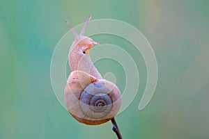 Snail