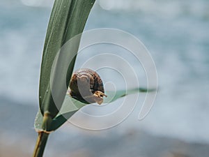 Close-up Of A Snail On A Green Leaf On A Background Of The Sea. Big Snail Crawling On Grass Or Reed of Corn. Summer Concept.