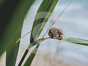 Close-up Of A Snail On A Green Leaf On A Background Of The Sea. Big Snail Crawling On Grass Or Reed of Corn. Summer Concept.
