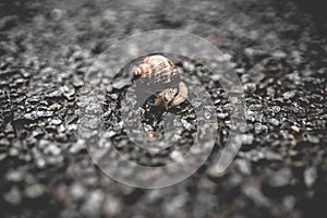 Close up of a snail on the road