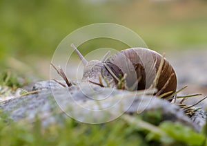 Close up of a snail on the ground