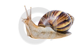 Close up of Snail isolated on white