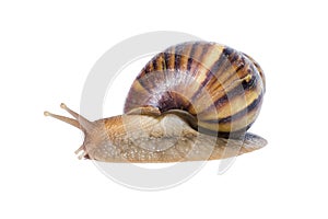Close up of Snail isolated on white