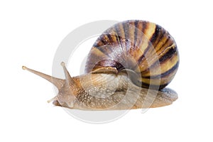 Close up of Snail isolated on white background.