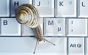 Close up of a snail on a laptop